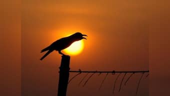 Disappearing crows, a wake up-caw: Intelligent birds just like humans, action needed before numbers further dwindle