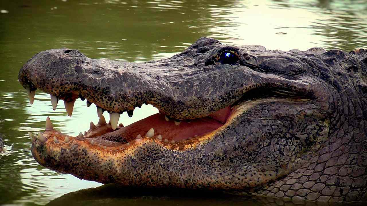 Researchers studied alligators to understand the dinosaurs.