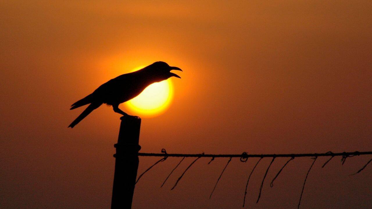 Disappearing crows, a wake up-caw: Intelligent birds just like humans