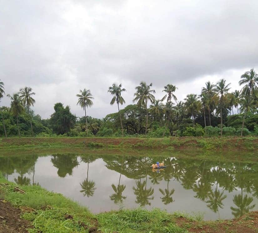 Palm trees, Dahanu