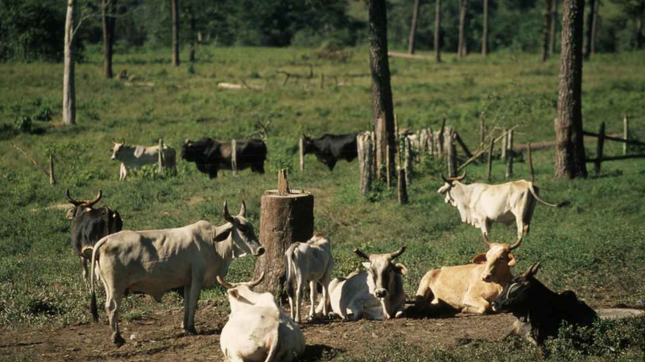 Cattle grazing in the Amazon forest. Image credit: WWF