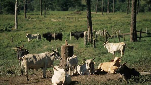Mining, livestock and deforestation along with wildfires threaten the Amazon forest