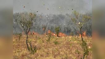 Bolivia has lost 1.7 million hectares of forests and grasslands to wildfires since May, say government officials