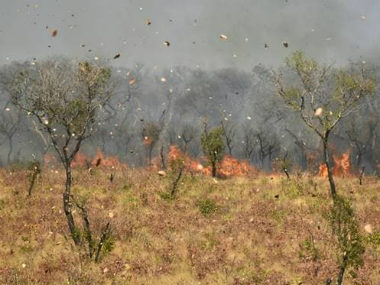Bolivia has lost 1.7 million hectares of forests and grasslands to wildfires since May, say government officials Bolivia has lost 1.7 million hectares of forests and grasslands to wildfires since May, say government officials