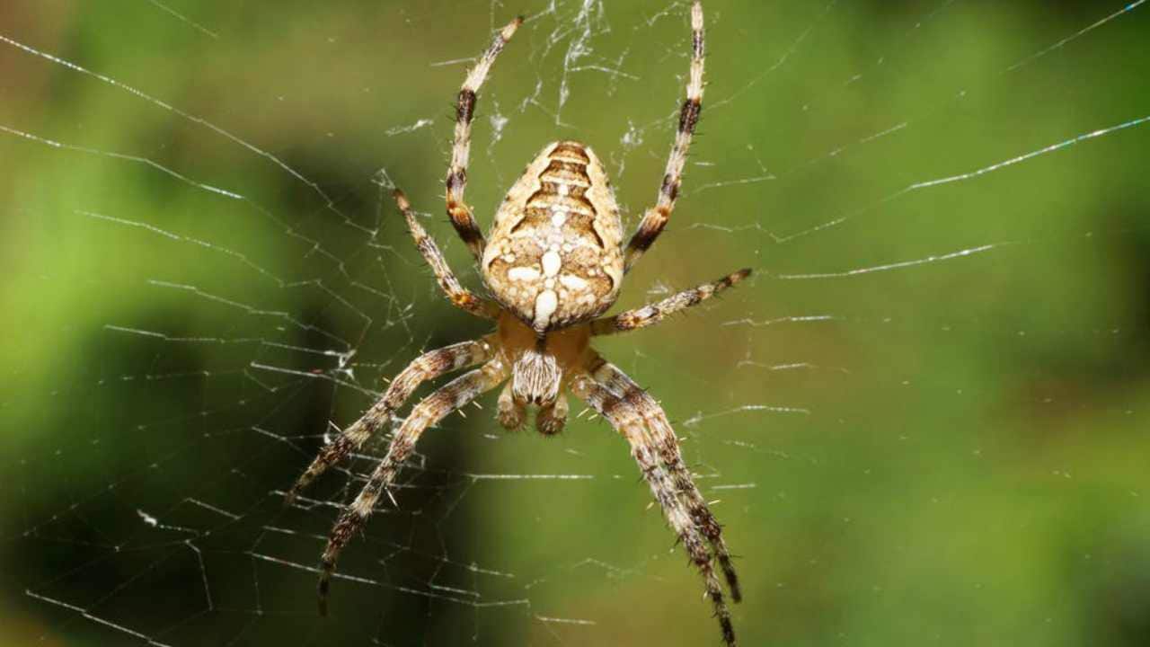 Orb spiders: big in late summer. Image credit: Sergey / shutterstock