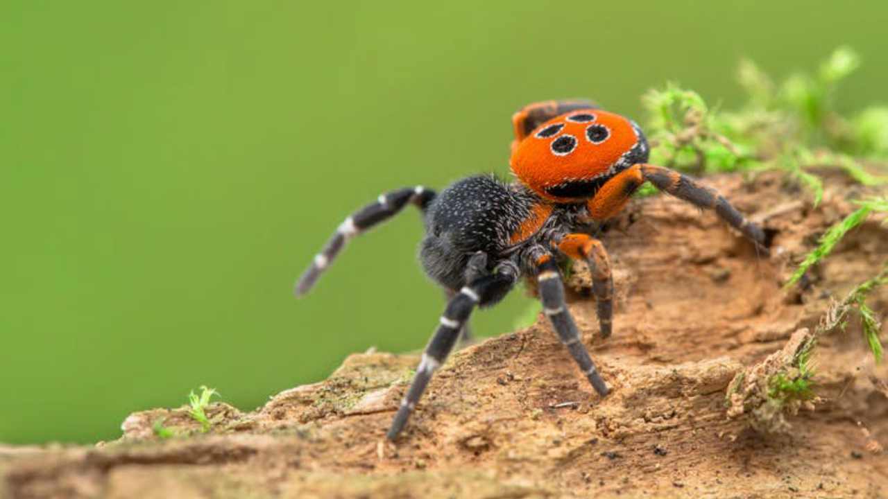 Spiders are threatened by climate change, even the biggest arachnophobes should be worried Spiders are threatened by climate change, even the biggest arachnophobes should be worried