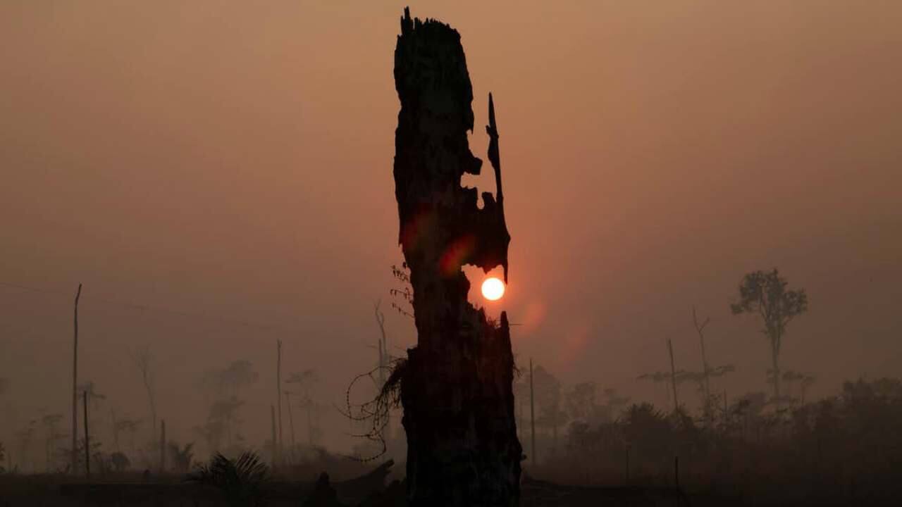 Fires were rare in the Amazon rainforest until recently and plants there have developed few evolutionary adaptations to resist them. image credit: EPA-EFE/Joedson Alves
