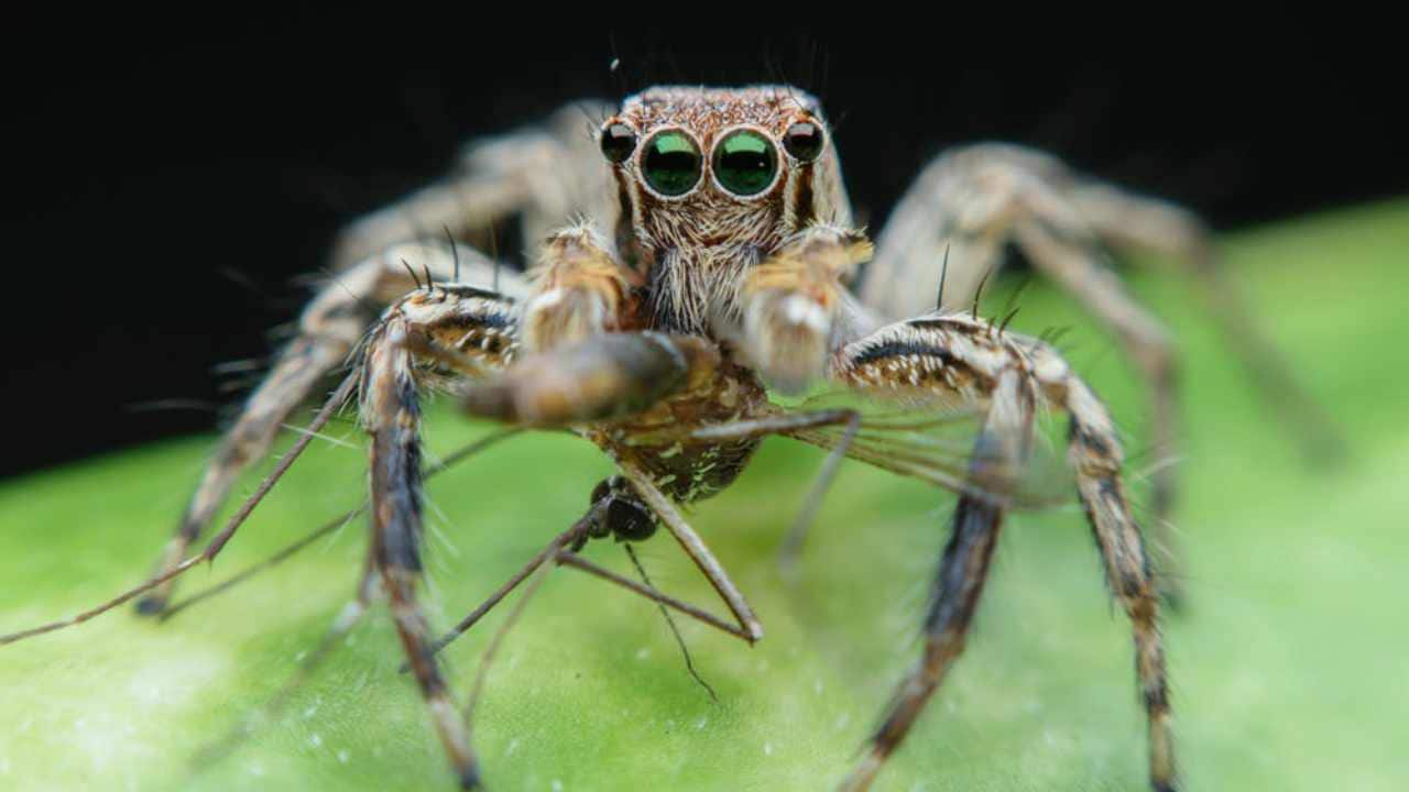 A jumping spider tucks into a mosquito. Image credit: vinit thongtue / shutterstock