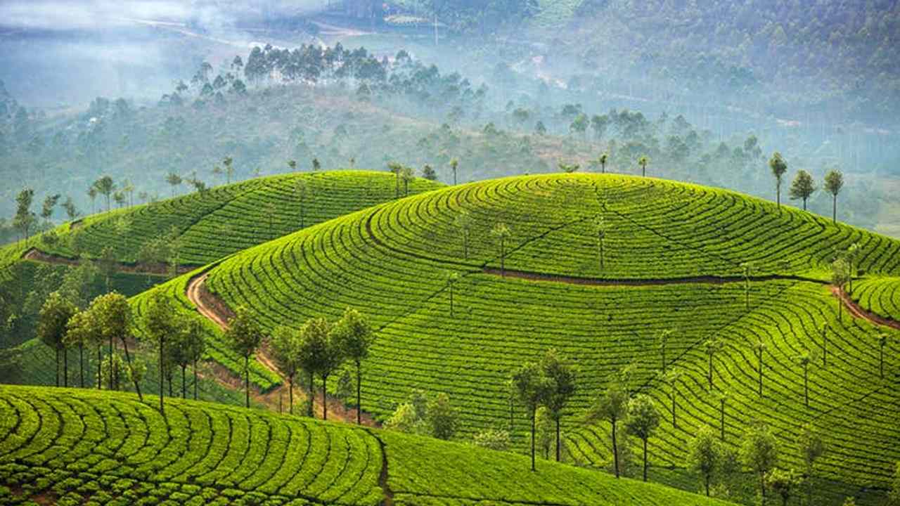 Tea plantation on deforested land near Munnar, Kerala, in the Western Ghats.image credit: Mazur Travel / shutterstock