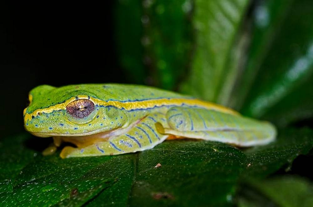 The endangered Boulenger’s tree frog is found in the Western Ghats – and nowhere else. image credit: lensalot / shutterstock