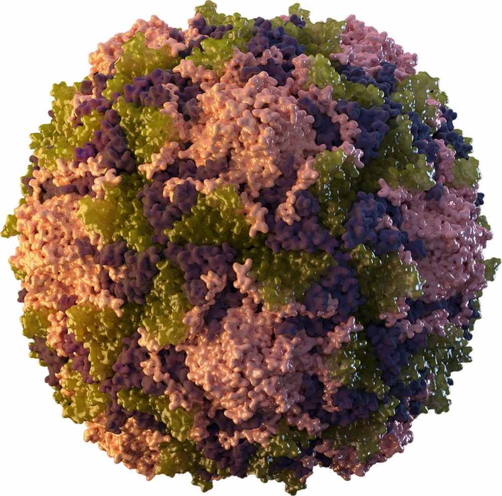 Illustration of a poliovirus particle. image credit: CDC/ Sarah Poser, CC BY