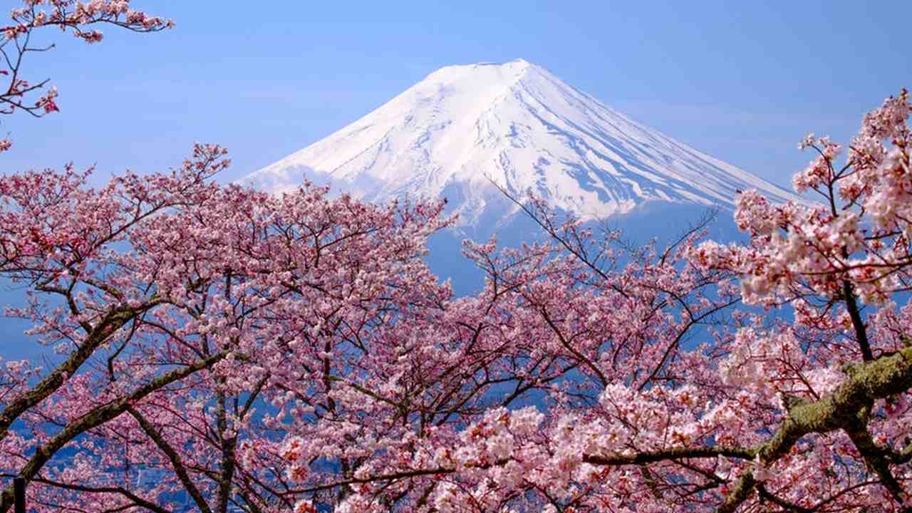 The longest phenological record derive from the cherry blossoms in Japan. image credit: Shutterstock