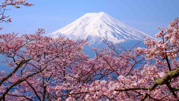 Why is monitoring and recording phenology the key to tracking climate change?