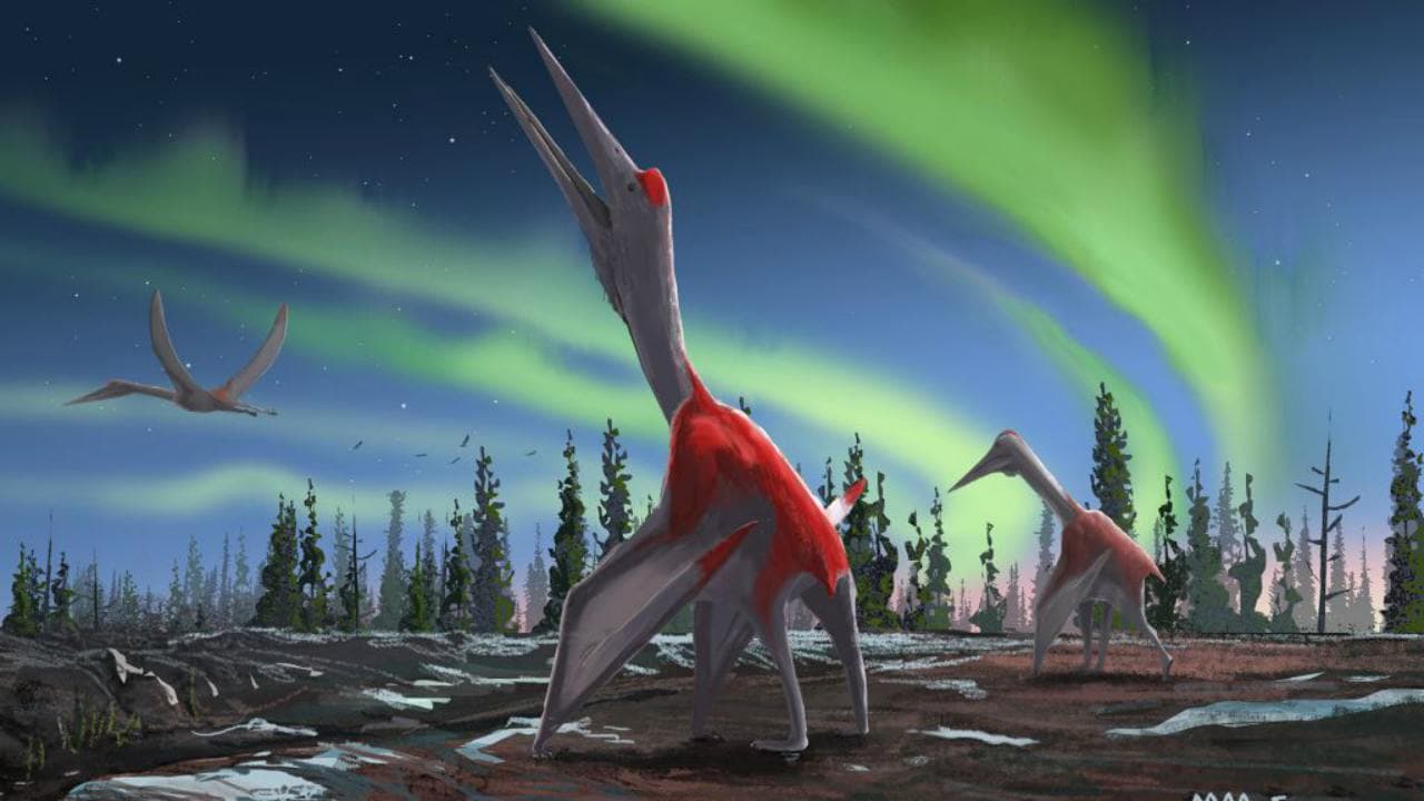 An artist illustration of Cryodrakon boreas. Credit: David Maas
