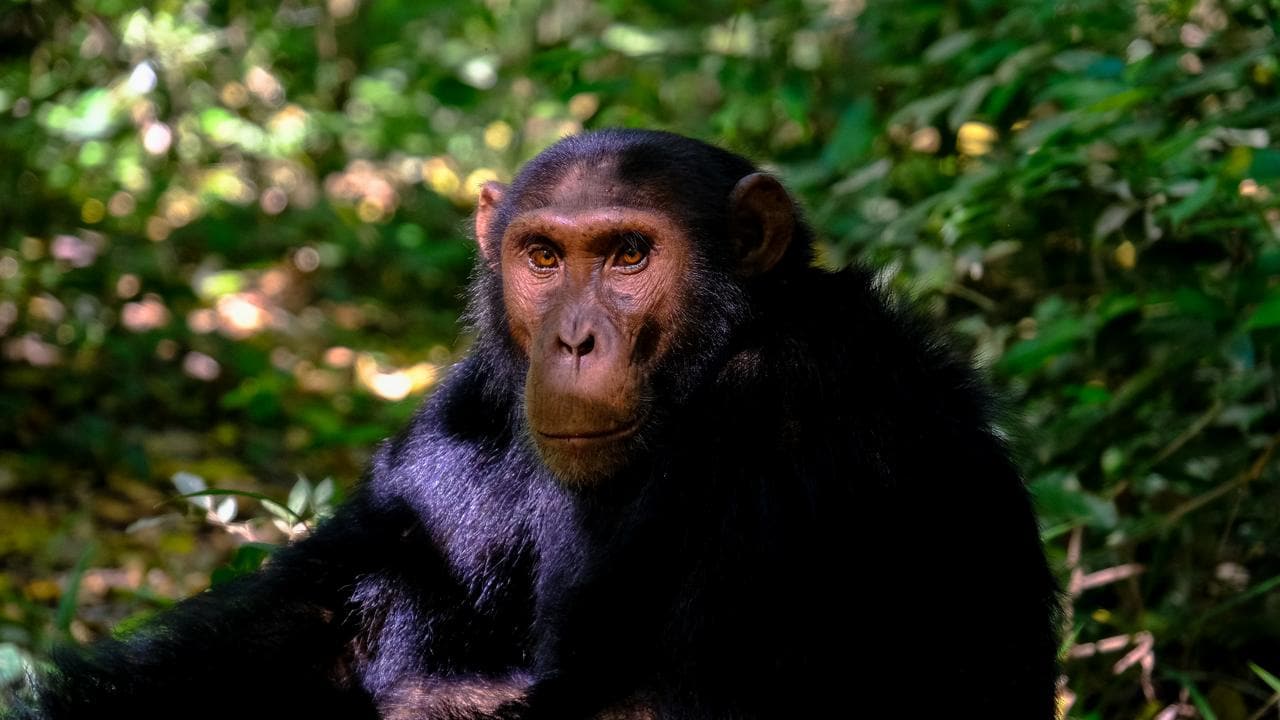 A chimpanzee in the wild. 