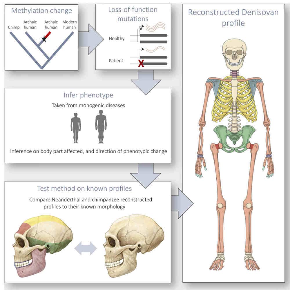 Reconstructing the Denisovan anatomy using DNA methylation maps. imatge credit: study