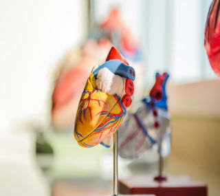 Scientists have managed to take a 3D bioprint of a human heart, a significant step with the potential to save many lives Scientists have managed to take a 3D bioprint of a human heart, a significant step with the potential to save many lives
