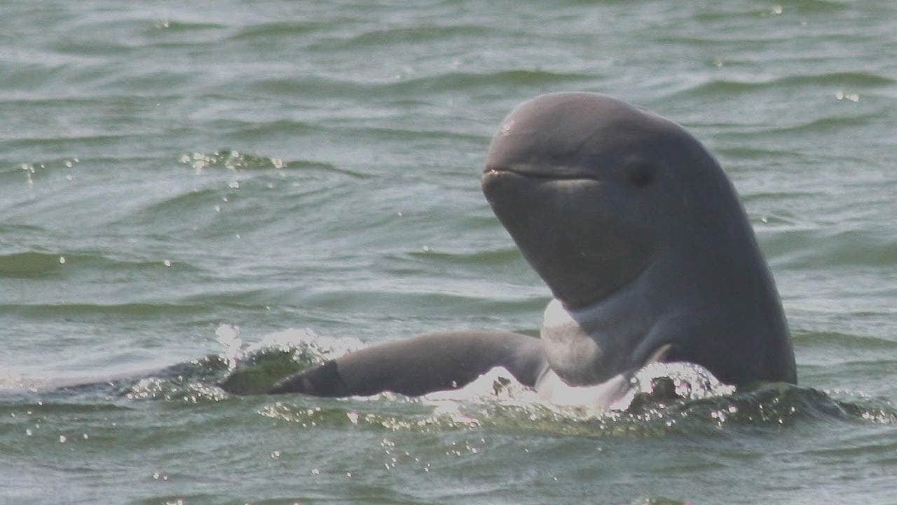 The irrawaddy dolphin lives close to Mahakam Lakes, in Borneo. Image credit: Whale and Dolphin conservation
