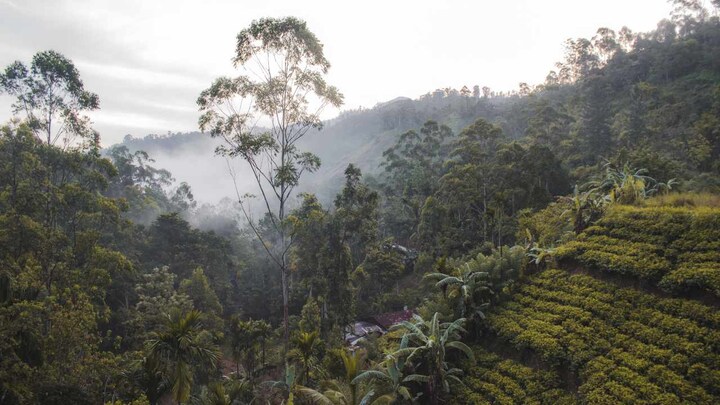 Kodagu, coffee, climate change: An agroforestry scientist's notes on the connection