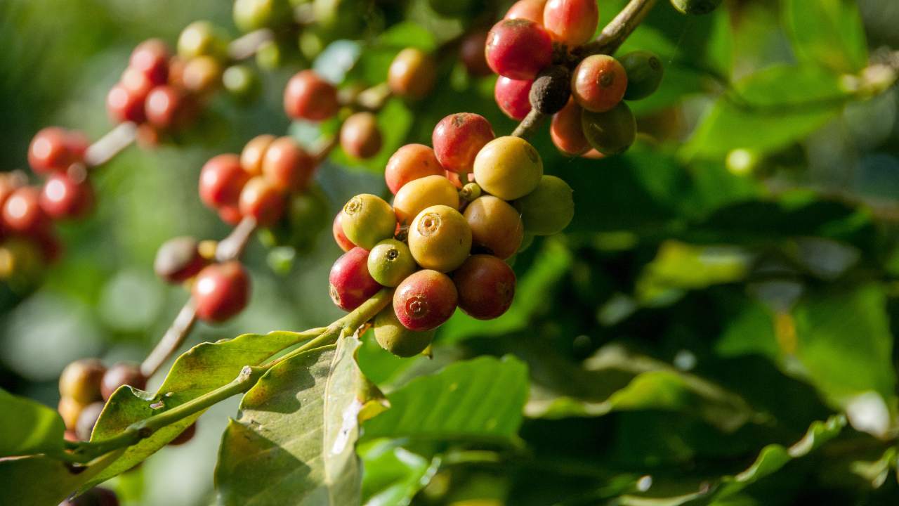 Coffee fruit in India's largest coffee plantations in Coorg.