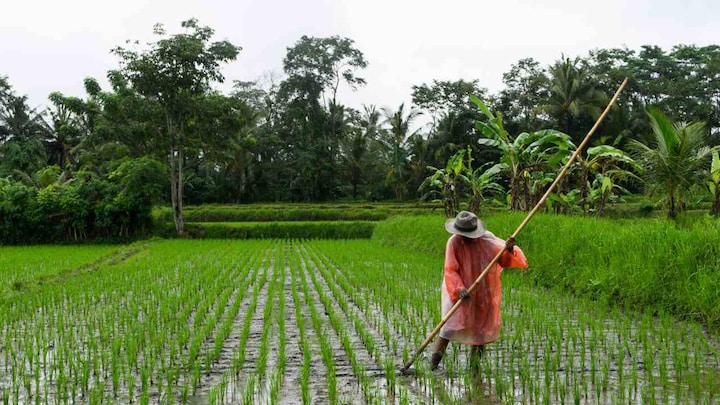 Climate change has affected the amount of rainfall in Indonesian islands, study suggests