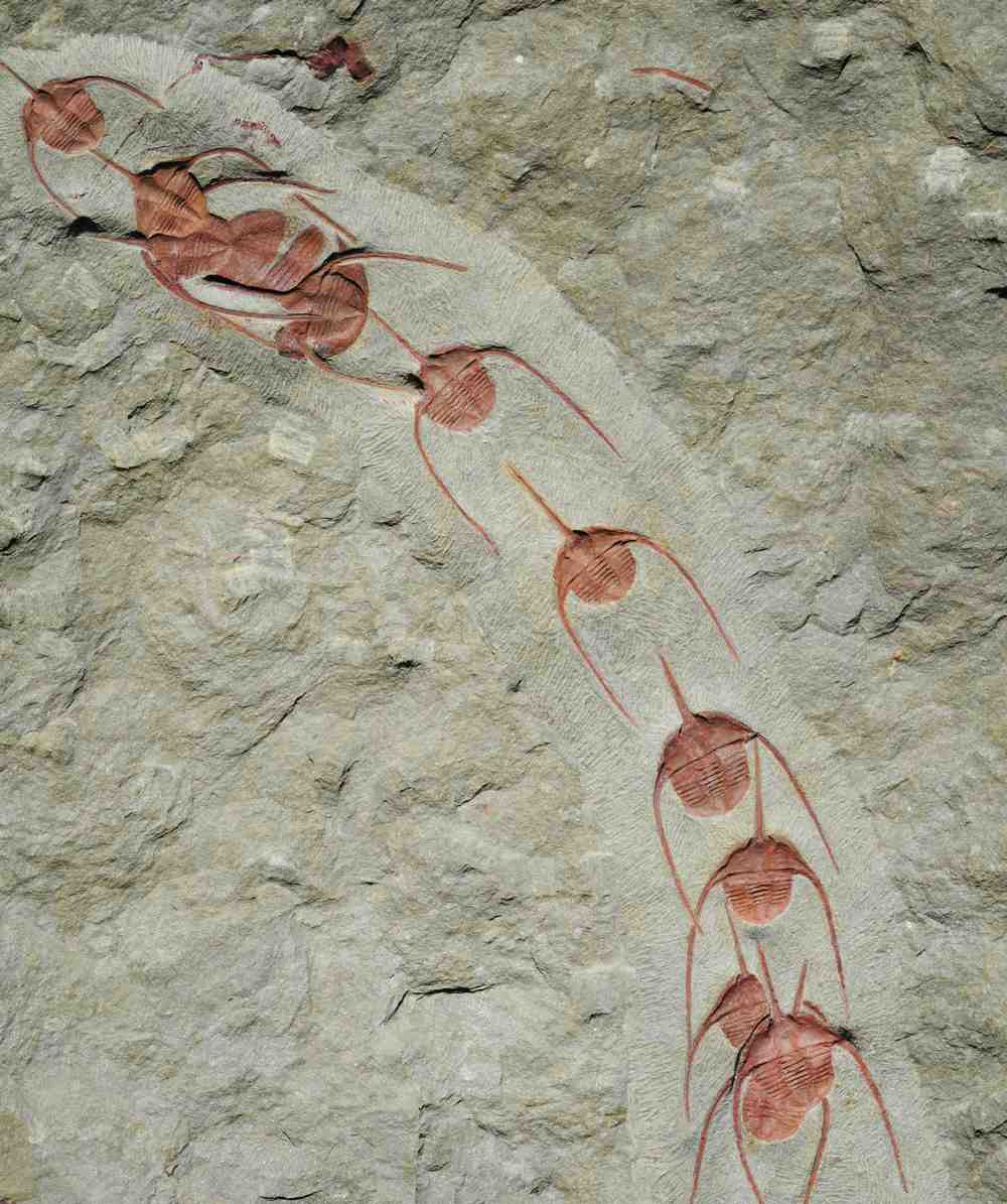 Fossil show anthropods walking in a single file line. Image credit: JEAN VANNIER
