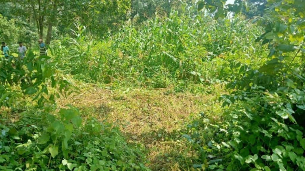 Maize Crop of Bir Sai raided by wild elephants in Thirri-ama village of Korba district. Photo by Asha Verma.