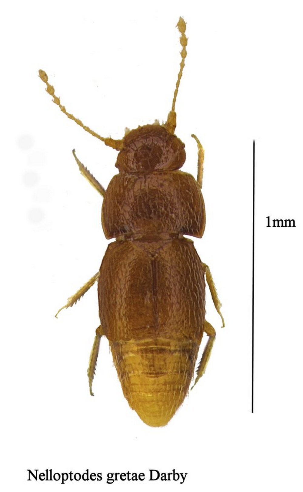 the new species of beetle Nelloptodes gretae, named after Swedish environmental campaigner Greta Thunberg. Image credit: AP