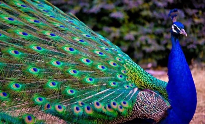 Those benefits include genetic robustness. Photo credit: Facebook @IndianPeacock.