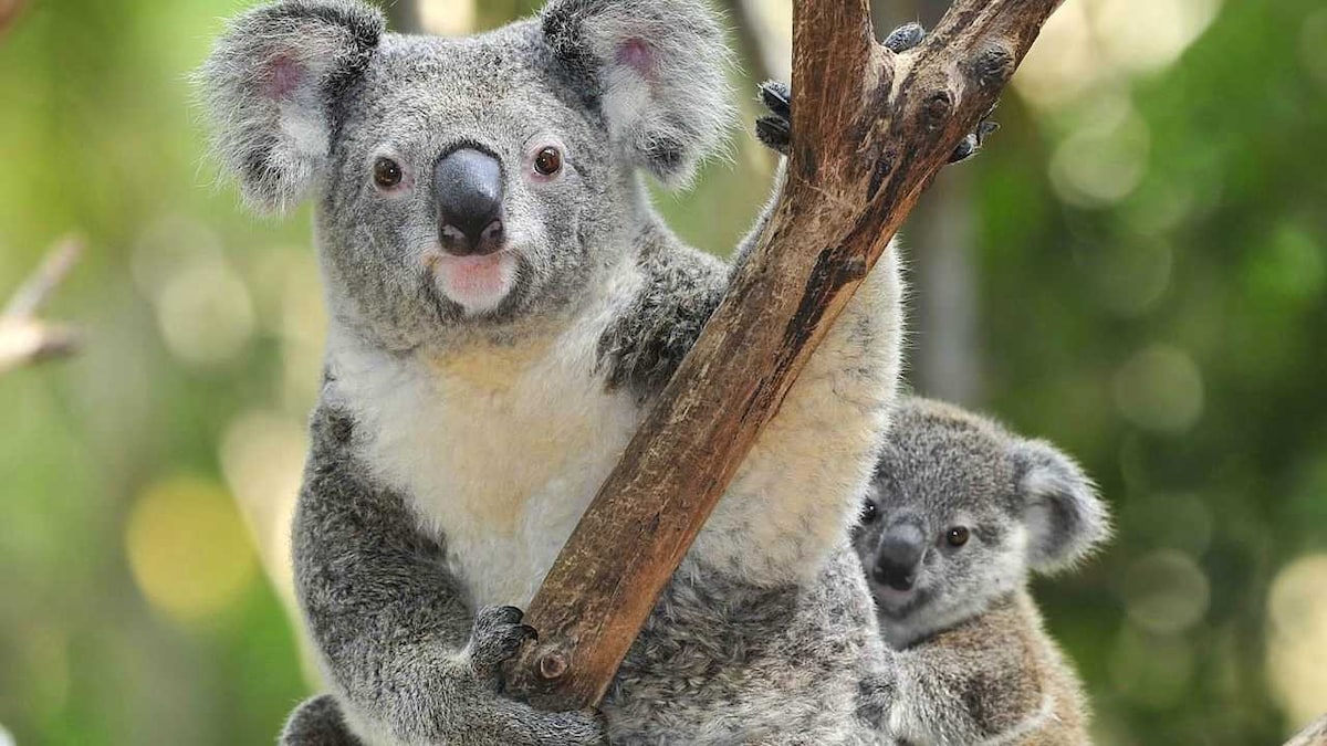 Hundreds of koalas are thought to have perished in Australia's raging wildifires