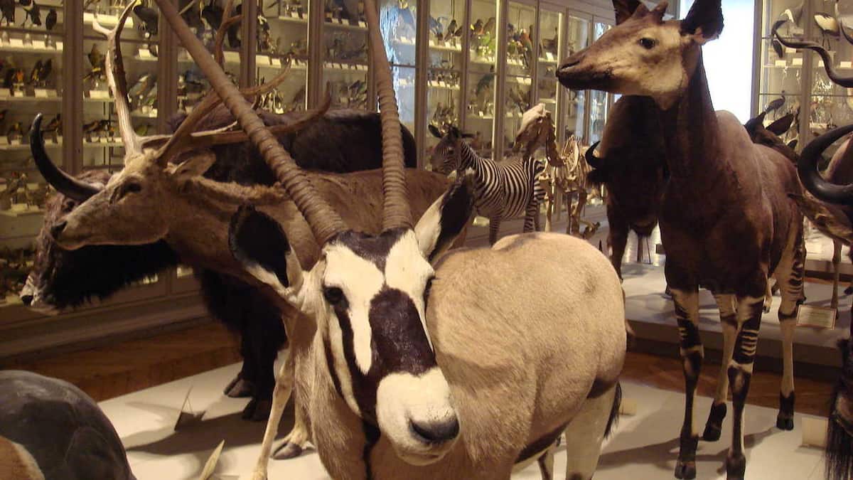 Animal, bird collections in museums mostly made of male specimens finds