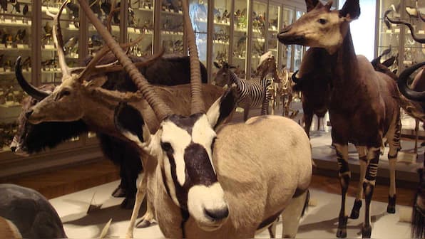 Animal, bird collections in museums mostly made of male specimens finds a new study