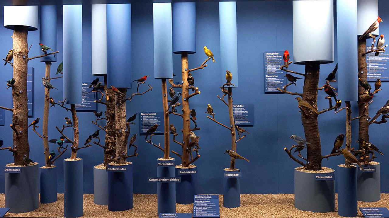A display of birds at the Natural History Museum, Geneve. Image credit: Wikipedia/Tiia Monto