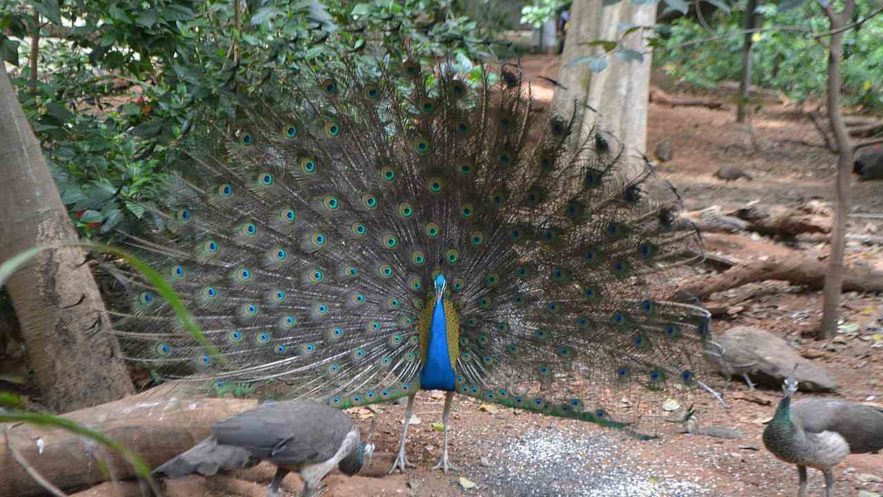 The peacock in the Mysore zoo. Image credit: Wikipedia 