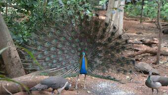 Mysore city's thriving bird scence now has a first-of-its kind bird atlas to its credit