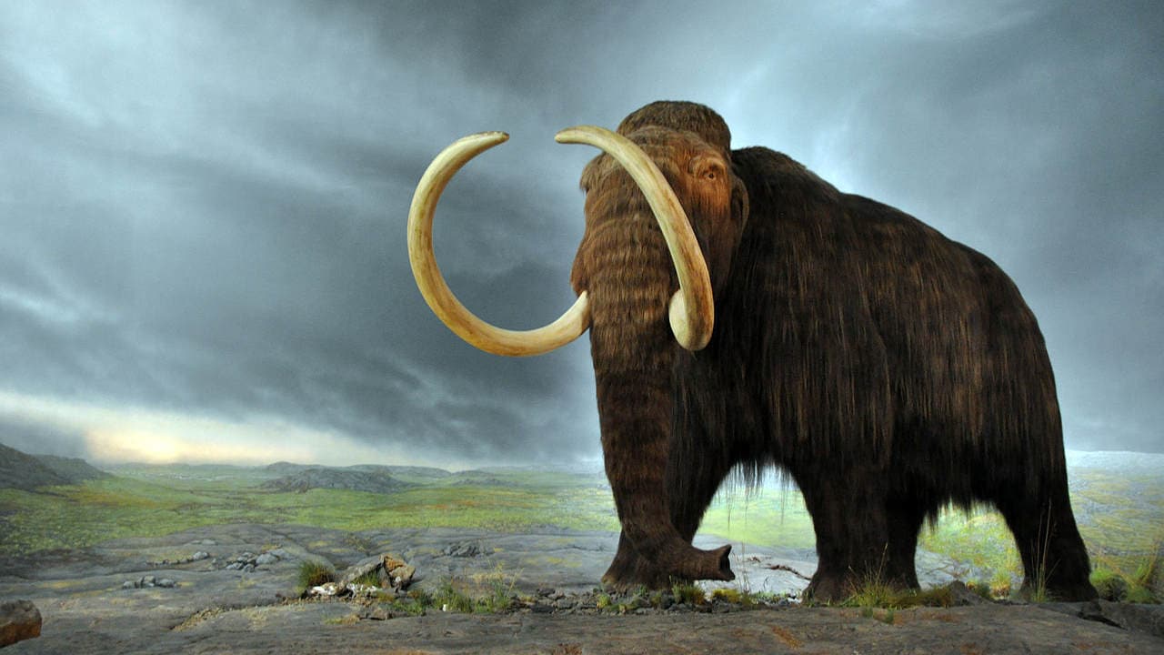 A statue of woolly mammoth at the Royal BC Museum in Victoria in Canada. image credit: Wikipedia