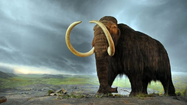 Woolly mammoths died off 4,000 years ago from isolation and extreme weather, study suggests