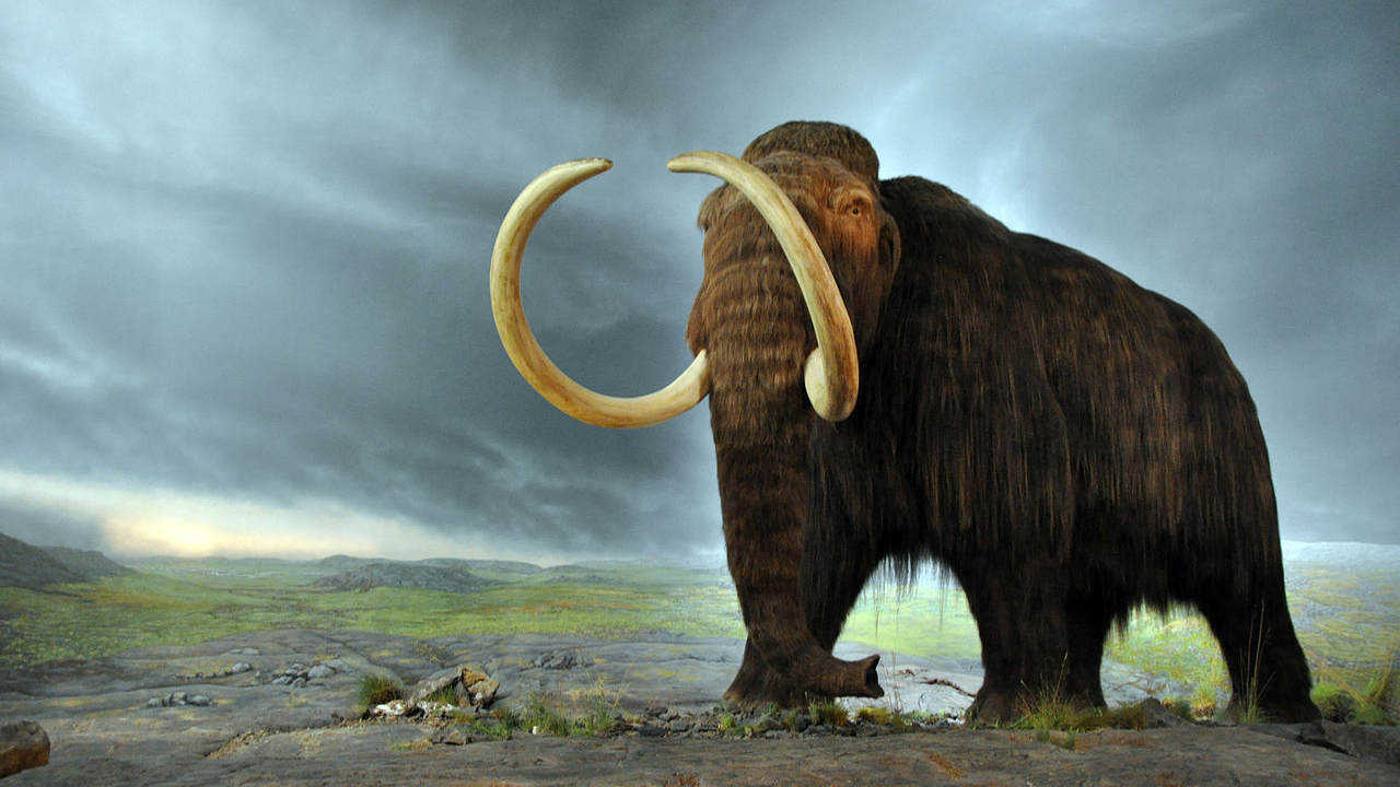 Woolly mammoths died off 4,000 years ago from isolation and extreme weather, study suggests Woolly mammoths died off 4,000 years ago from isolation and extreme weather, study suggests