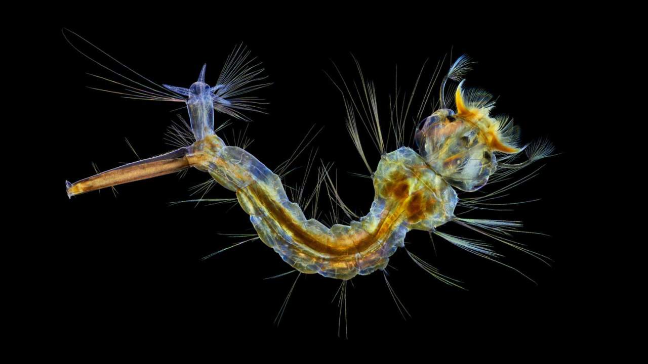 This image of a mosquito larva stood 12th overall. Image credit: Anne Algar/Nikon Small World