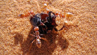 Saharan silver ant, world's fastest insect, can travel nearly a meter per second