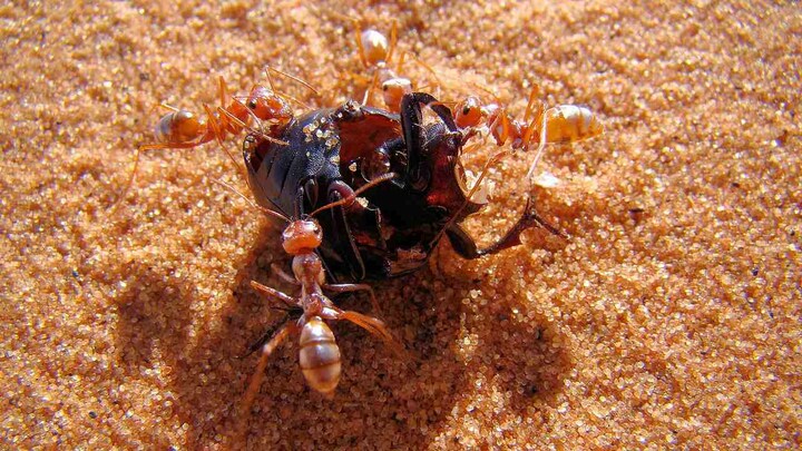 Saharan silver ant, world's fastest insect, can travel nearly a meter per second