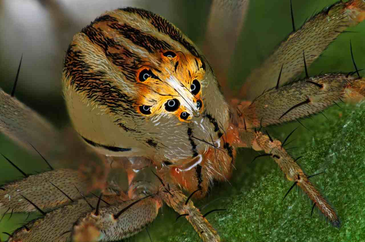 This portrait of the Oxyopes dumonti (lynx) spider female clinched the 14th place. Image credit: Antoine Franck-Cirad/Nikon Small World