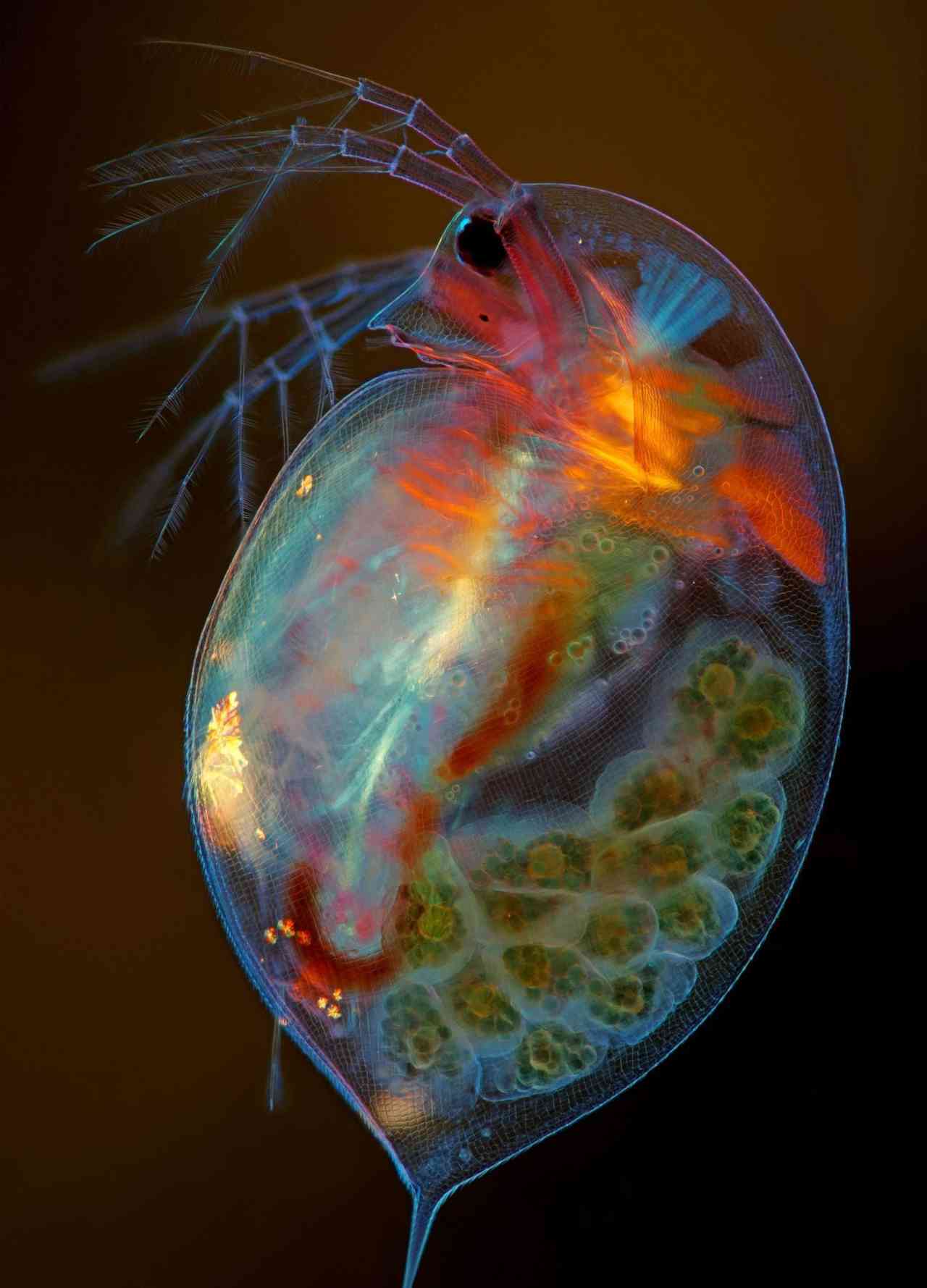 At 15th place, a pregnant, small plankton (crustacean) from the Daphnia magna species. Image credit: Marek Mis/Nikon Small World