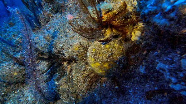 Scientists studies Amazon's massive coral reef aboard Greenpeace's ship Esperanza