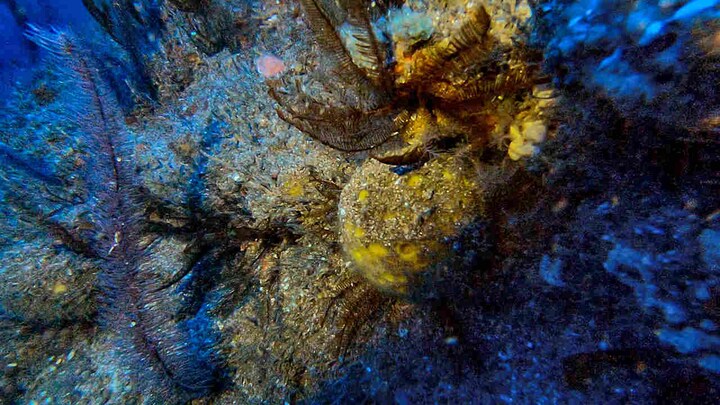 Scientists studies Amazon's massive coral reef aboard Greenpeace's ship Esperanza