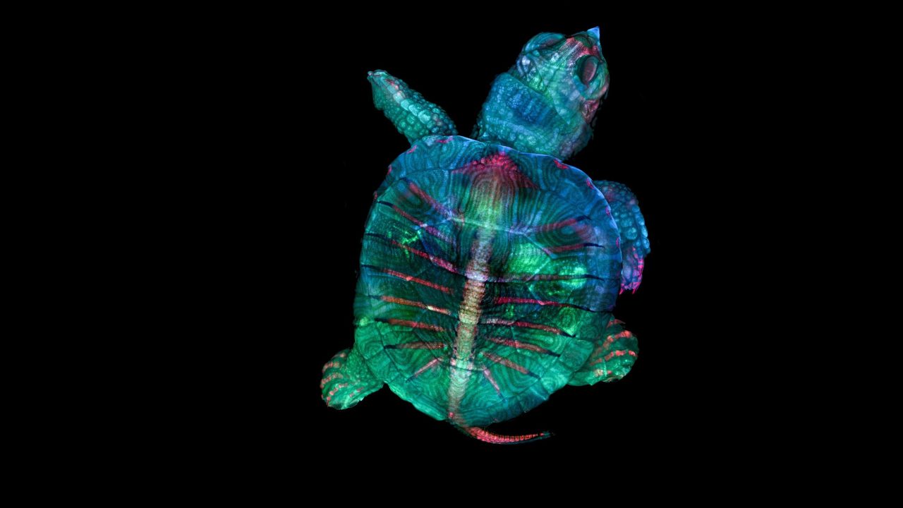 1st place: Fluorescent turtle embryo. Image credit: Teresa Zgoda and Teresa Kugler/Nikon Small World