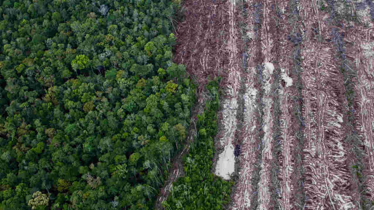 A rainforest juxtaposes with rows of cut trees from the recent clearance of forest inside the PT Wana Catur Jaya Utama palm oil concession in Mantangai, Kapuas district, Central Kalimantan. Image credit: Ulet Ifansasti / Greenpeace