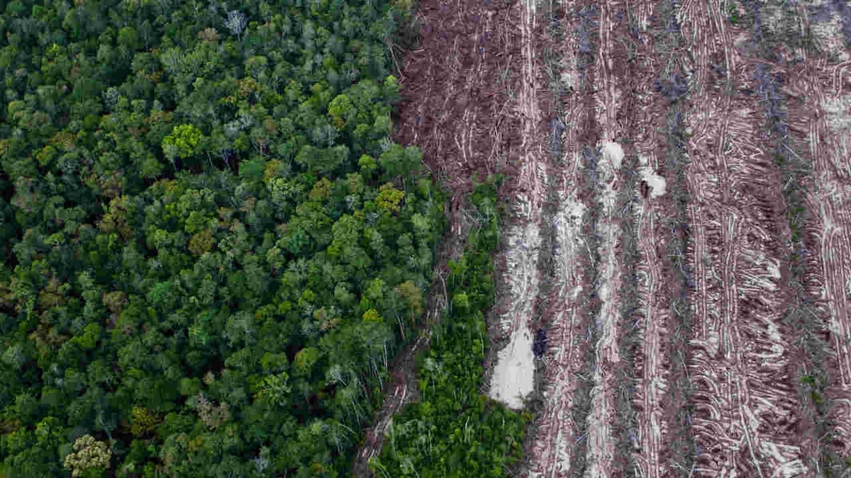 Increasing agricultural demands by rich countries increases deforestation in tropics