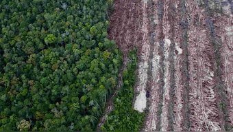 World Environment Day 2020: How natural habitat destruction can fuel zoonotic diseases like COVID-19