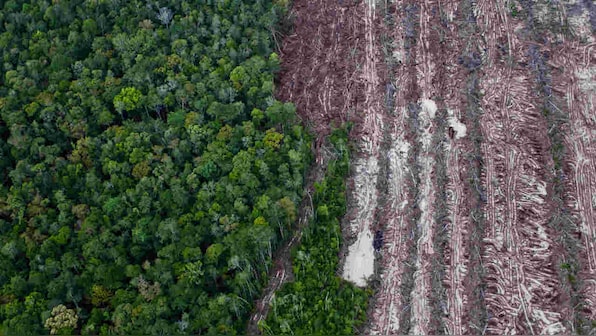 World Environment Day 2020: How natural habitat destruction can fuel zoonotic diseases like COVID-19